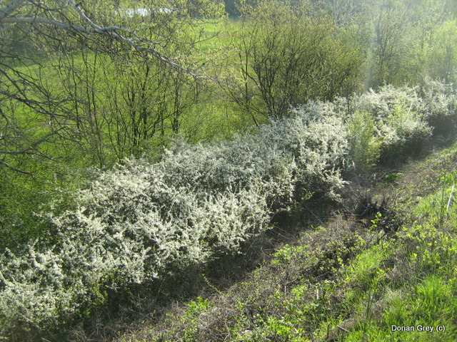 Весенняя Украинска Эльба 2010