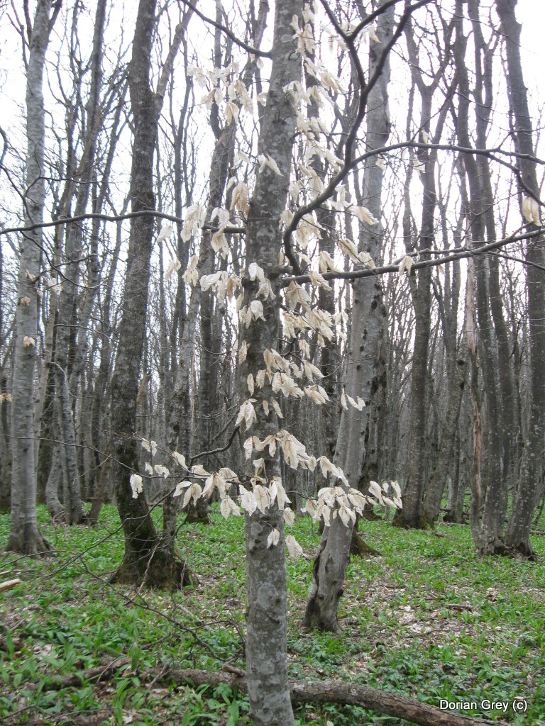 Весенняя Южная Эльба [Стрижамент 2009]