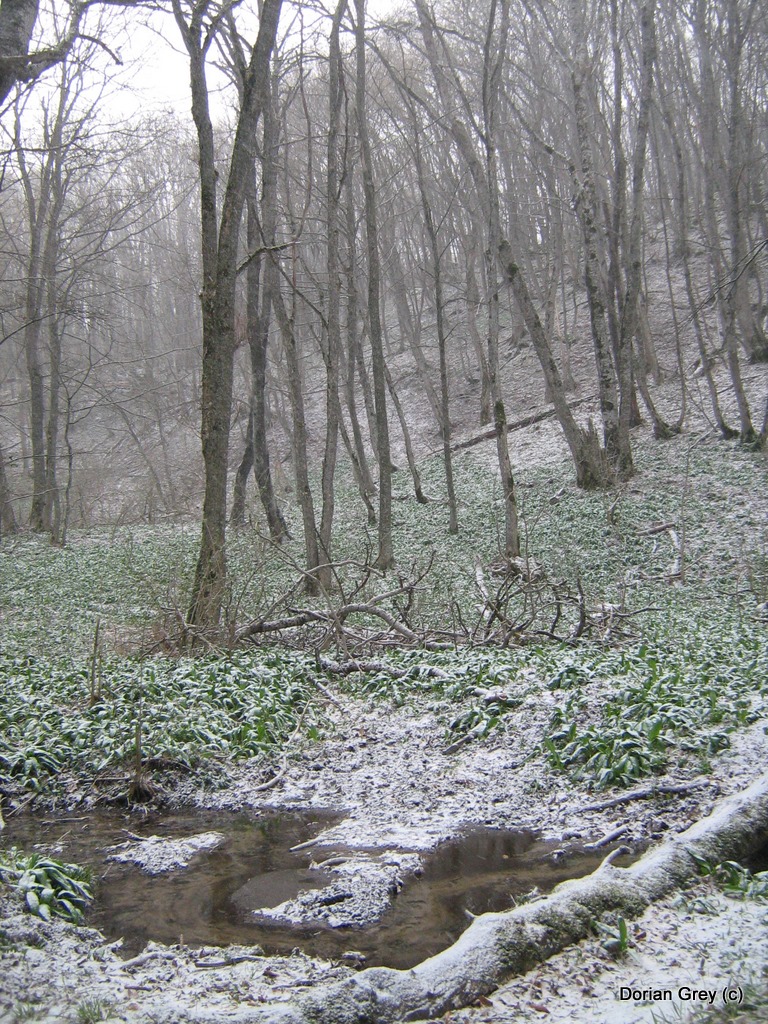 Весенняя Южная Эльба [Стрижамент 2009]