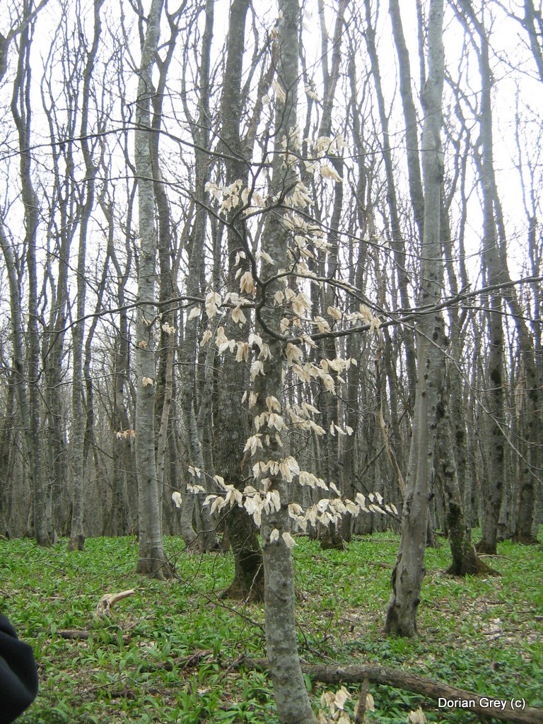 Весенняя Южная Эльба [Стрижамент 2009]