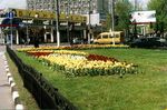 Москва цветушие тюльпаны