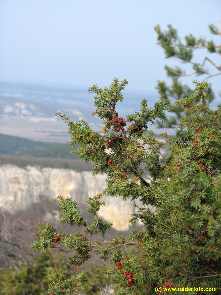 можжевельник