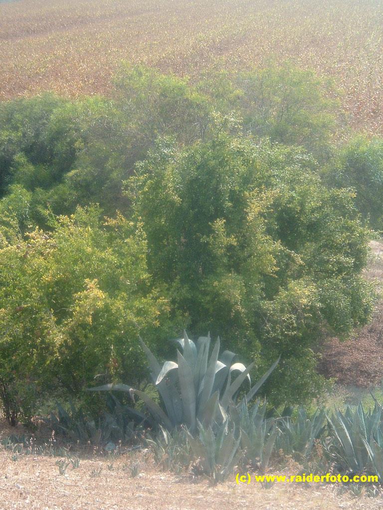 DSCF2003