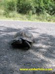 IMG 9737